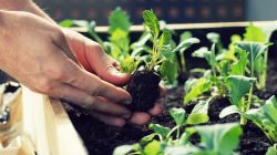 Hortikultura : Pengertian, Jenis, Manfaat, dan Tips Budidayanya 2 pertanian hortikultura adalah