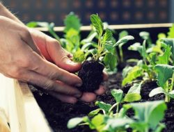 Hortikultura : Pengertian, Jenis, Manfaat, dan Tips Budidayanya